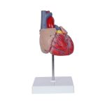 Anatomico Cardio CP 154 (CP154 - pvc - articulo promocional)
