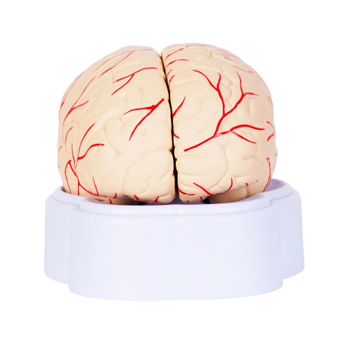 Anatomico Encefalo CP 155 (CP155 - pvc - articulo promocional)