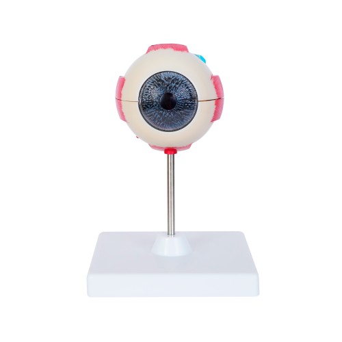 Anatomico Oftalmo CP 156 (CP156 - pvc - articulo promocional)
