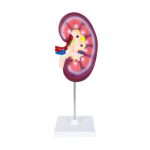 Anatomico Nefro CP 157 (CP157 - pvc - articulo promocional)