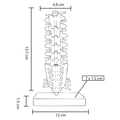 15052026141609_CP161esq Anatomico Raquis CP 161 (CP161 – pvc – articulo promocional)