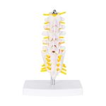 Anatomico Raquis CP 161 (CP161 - pvc - articulo promocional)