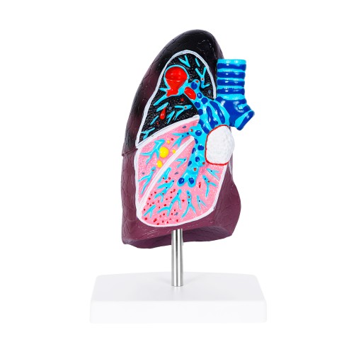 Anatomico Neumo CP 162 (CP162 - pvc - articulo promocional)